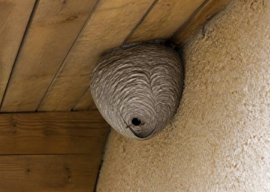 Destruction nid de guepes Vaulx en velin : solution professionnelle contre les guêpes