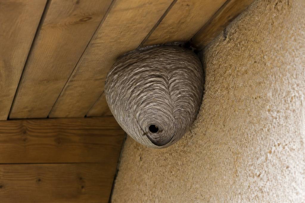 Destruction nid de guepes Vaulx en velin : solution professionnelle contre les guêpes
