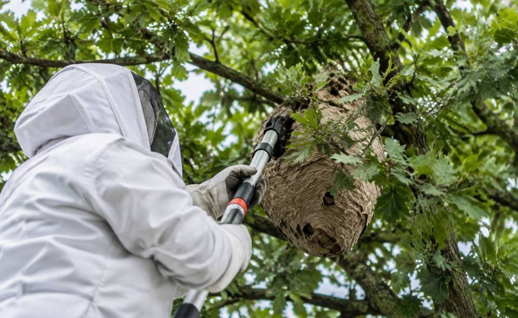 Apiculture Angers : destruction de nids de guêpes et de frelons asiatiques