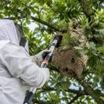 Apiculture Angers : destruction de nids de guêpes et de frelons asiatiques