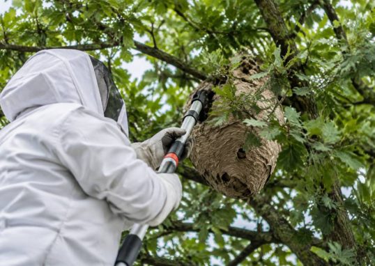Apiculture Angers : destruction de nids de guêpes et de frelons asiatiques