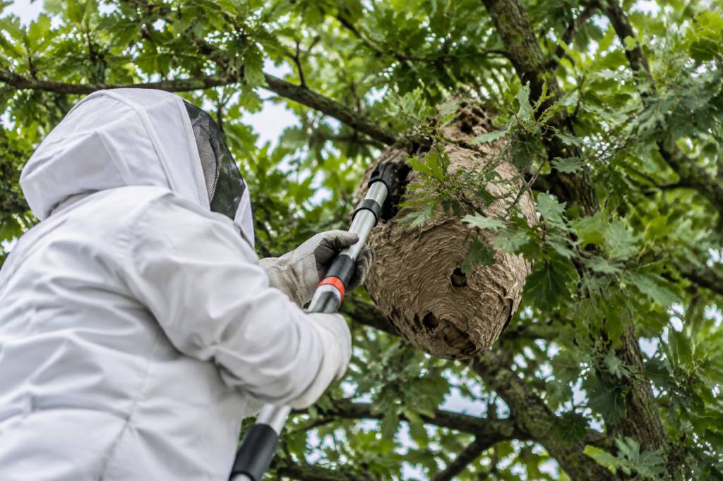 Apiculture Angers : destruction de nids de guêpes et de frelons asiatiques