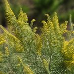 Armoise fleurs jaunes : une plante utile au jardin et aux abeilles