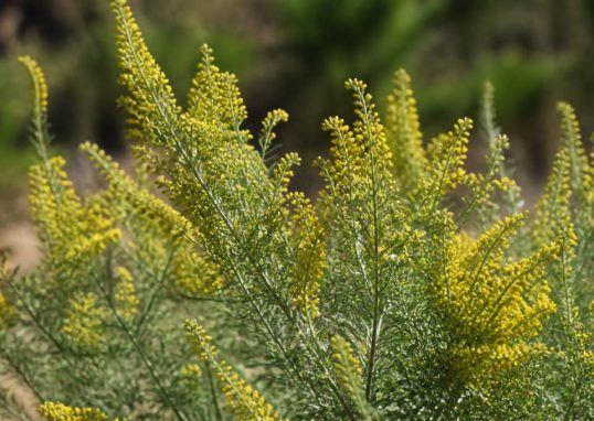 Armoise fleurs jaunes : une plante utile au jardin et aux abeilles