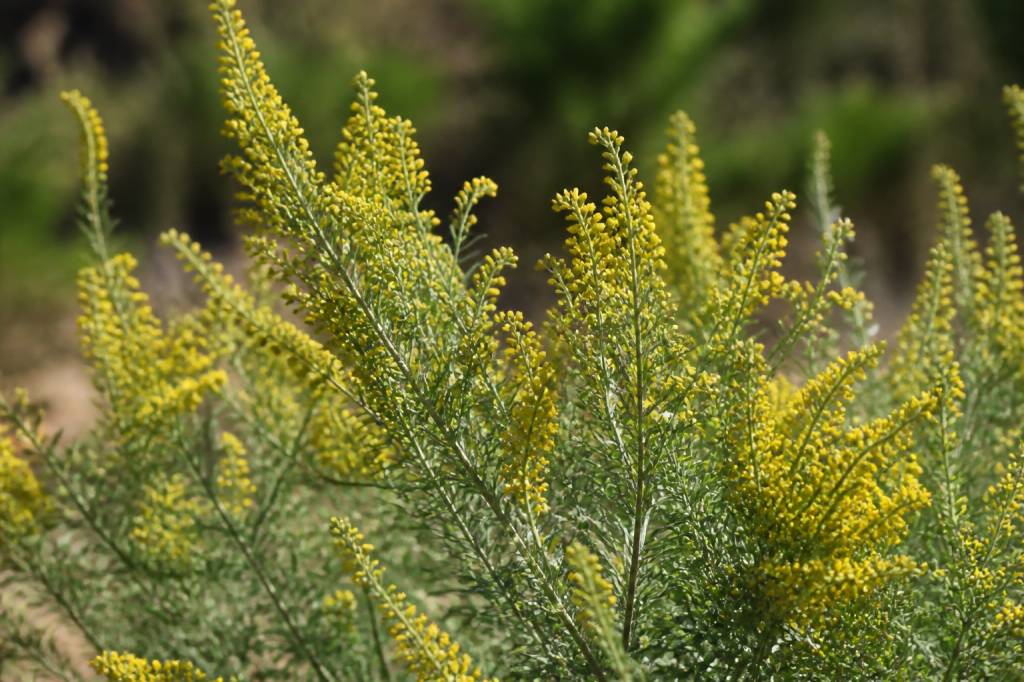 Armoise fleurs jaunes : une plante utile au jardin et aux abeilles