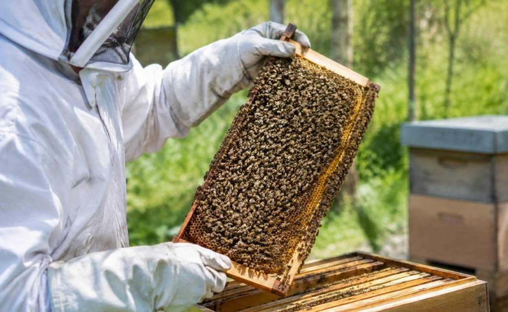 Essaim abeille vente : trouvez et adoptez une colonie saine pour votre rucher