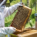 Essaim abeille vente : trouvez et adoptez une colonie saine pour votre rucher