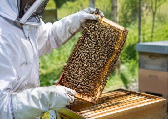 Essaim abeille vente : trouvez et adoptez une colonie saine pour votre rucher