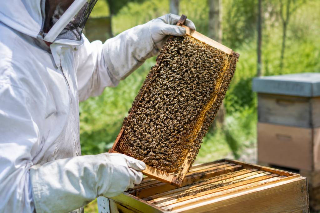 Essaim abeille vente : trouvez et adoptez une colonie saine pour votre rucher