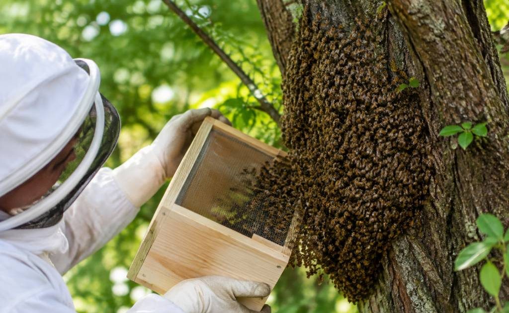 Essaims d’abeille : que faire et qui contacter pour une récupération rapide ?