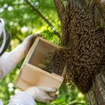 Essaims d’abeille : que faire et qui contacter pour une récupération rapide ?