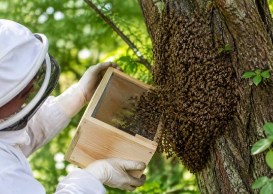 Essaims d’abeille : que faire et qui contacter pour une récupération rapide ?