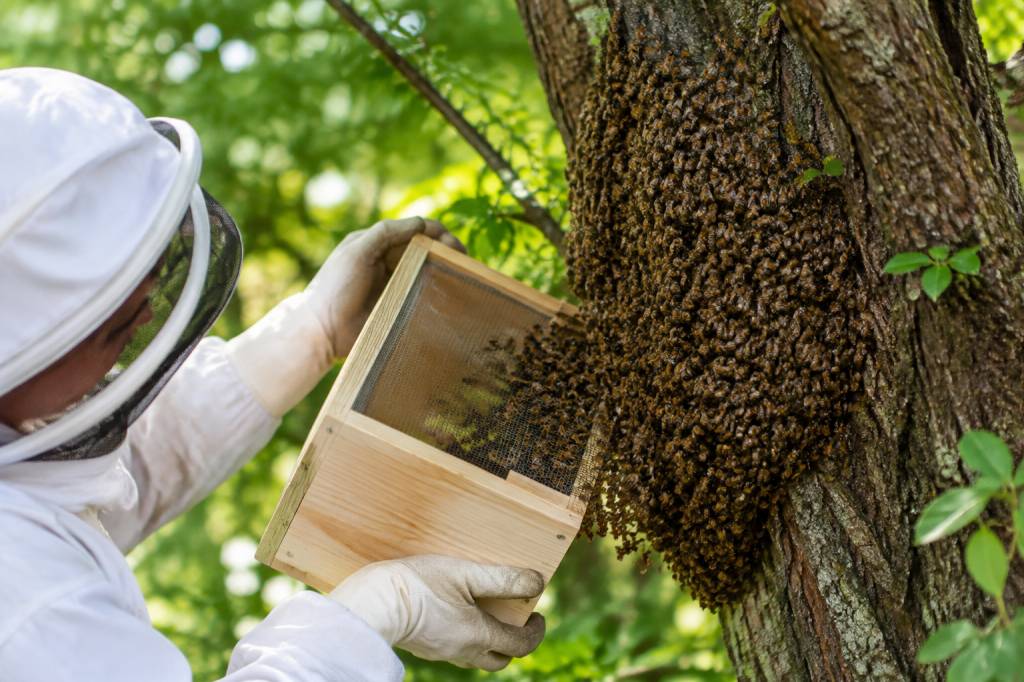 Essaims d’abeille : que faire et qui contacter pour une récupération rapide ?
