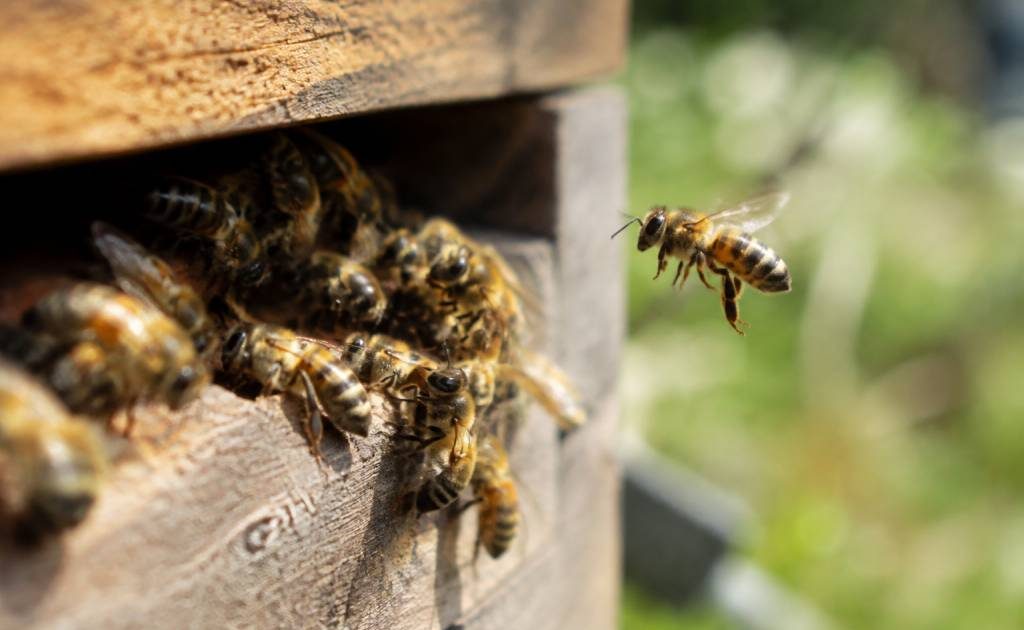 Est-ce qu'une abeille pique ? comprendre le comportement et éviter les piqûres