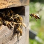 Est-ce qu'une abeille pique ? comprendre le comportement et éviter les piqûres