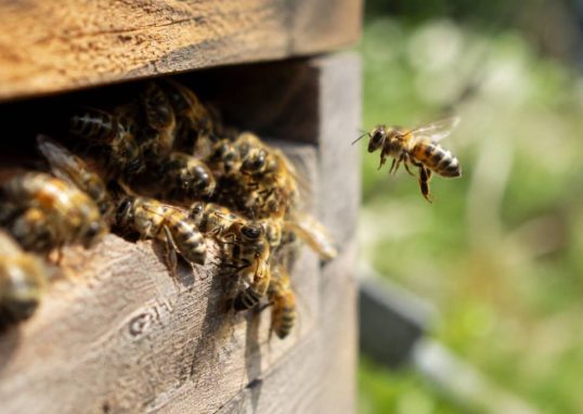 Est-ce qu'une abeille pique ? comprendre le comportement et éviter les piqûres