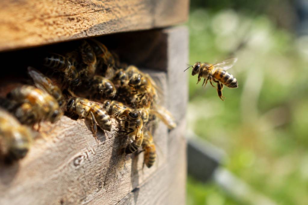 Est-ce qu'une abeille pique ? comprendre le comportement et éviter les piqûres