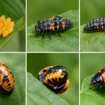 Larves de coccinelles photos : reconnaître les différentes étapes de leur développement