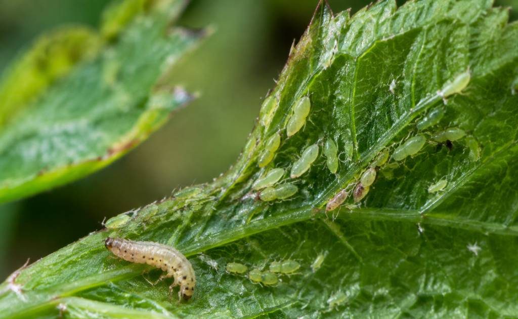 Larves pucerons : comment les identifier et les éliminer naturellement