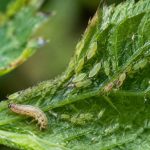 Larves pucerons : comment les identifier et les éliminer naturellement