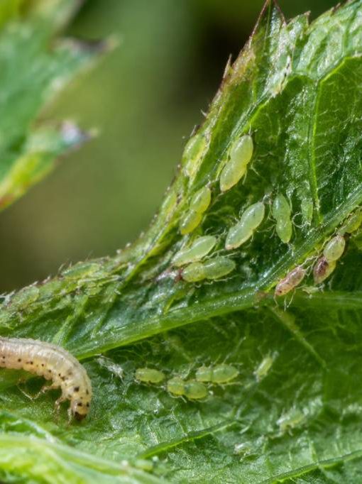 Larves pucerons : comment les identifier et les éliminer naturellement