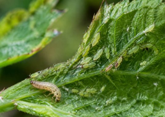 Larves pucerons : comment les identifier et les éliminer naturellement