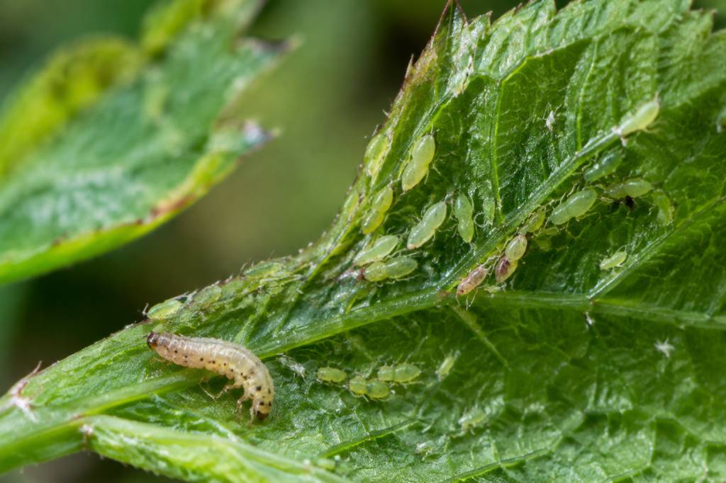 Larves pucerons : comment les identifier et les éliminer naturellement