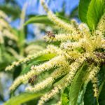 Châtaignier en fleur : un atout précieux pour les abeilles et la production de miel