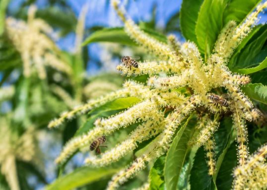 Châtaignier en fleur : un atout précieux pour les abeilles et la production de miel