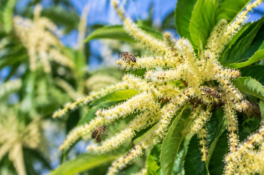 Châtaignier en fleur : un atout précieux pour les abeilles et la production de miel