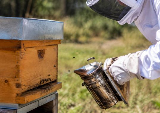 Les abeilles piquent-elles ? comprendre leur comportement et éviter les piqûres
