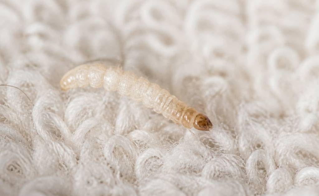 Larve mite textile : comment la reconnaître et s’en débarrasser