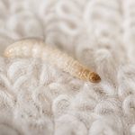 Larve mite textile : comment la reconnaître et s’en débarrasser