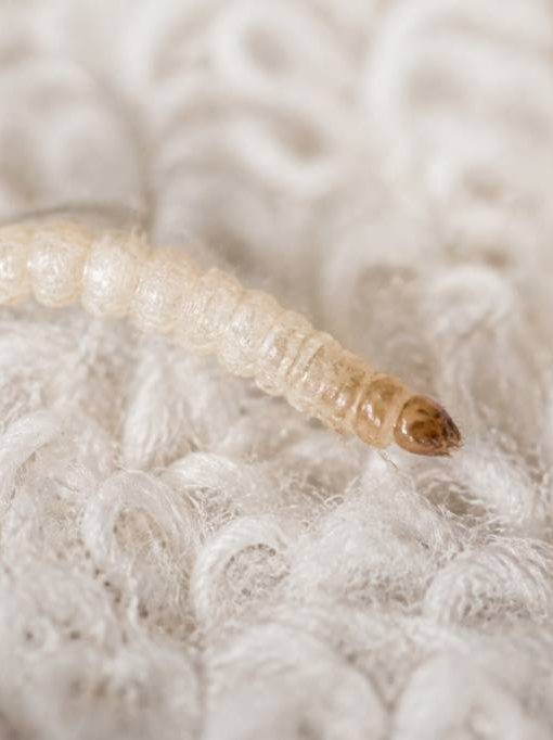Larve mite textile : comment la reconnaître et s’en débarrasser
