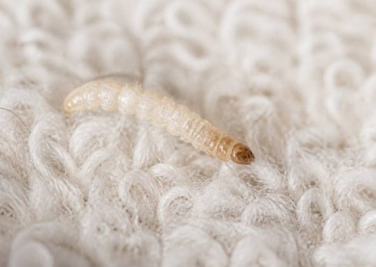 Larve mite textile : comment la reconnaître et s’en débarrasser