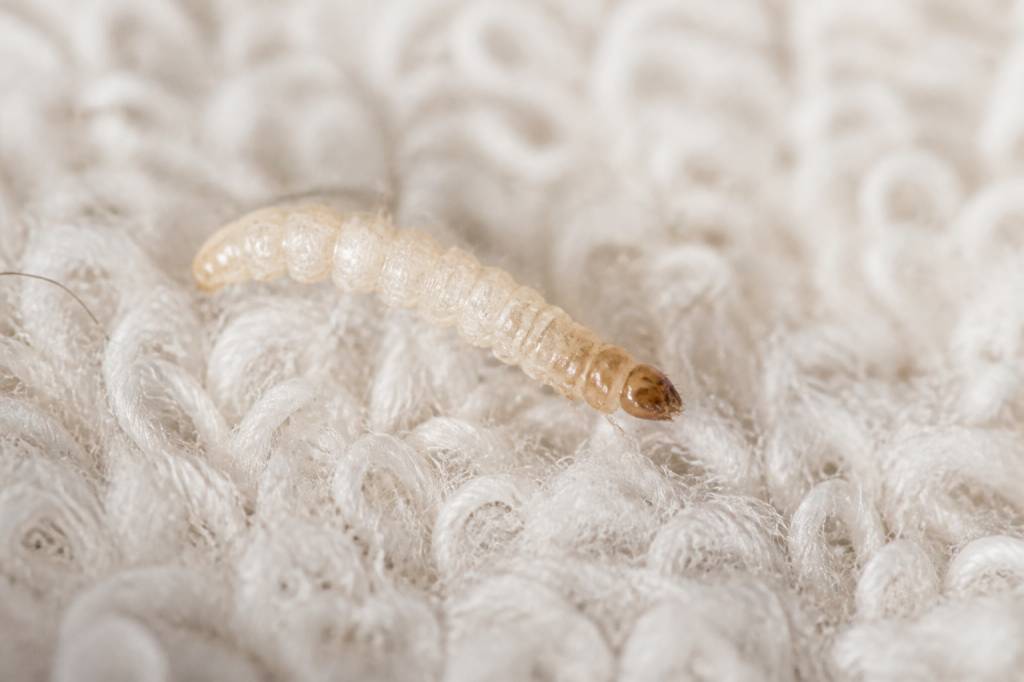 Larve mite textile : comment la reconnaître et s’en débarrasser