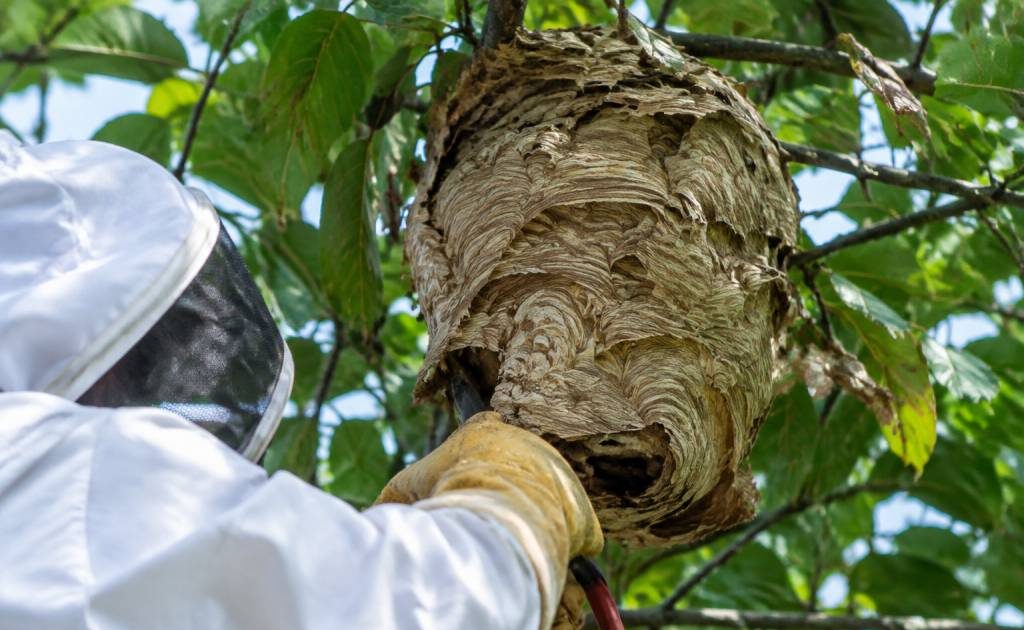 Apiculture reims : destruction des nids de guêpes et de frelons asiatiques