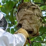 Apiculture reims : destruction des nids de guêpes et de frelons asiatiques