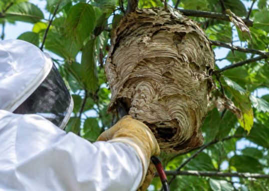 Apiculture reims : destruction des nids de guêpes et de frelons asiatiques