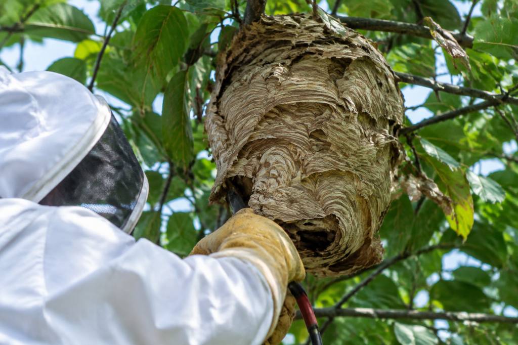 Apiculture reims : destruction des nids de guêpes et de frelons asiatiques