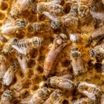 Comment une abeille devient reine