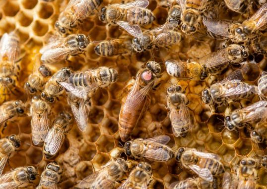Comment une abeille devient reine