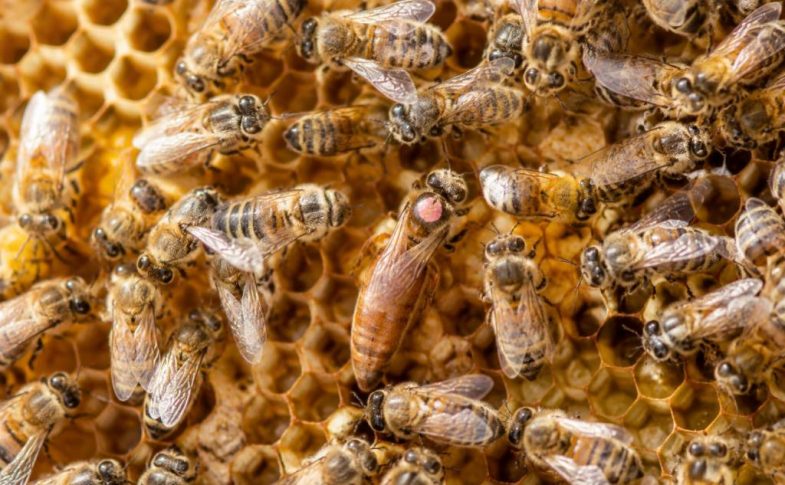 Comment une abeille devient reine