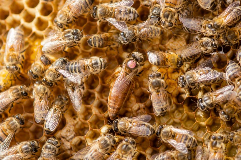 Comment une abeille devient reine