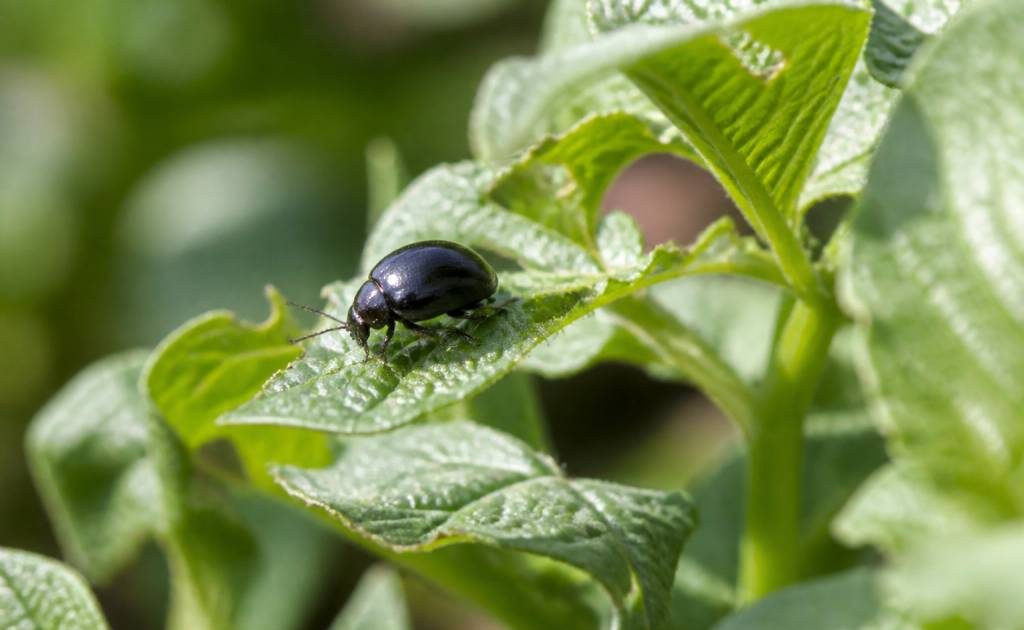 Doryphore noir : comment l’identifier et s’en débarrasser