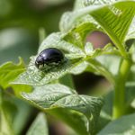 Doryphore noir : comment l’identifier et s’en débarrasser
