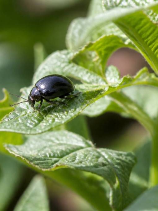 Doryphore noir : comment l’identifier et s’en débarrasser