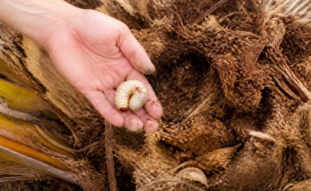 Larves palmiers : comment les identifier et les éliminer efficacement