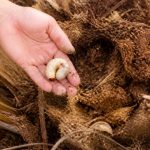 Larves palmiers : comment les identifier et les éliminer efficacement