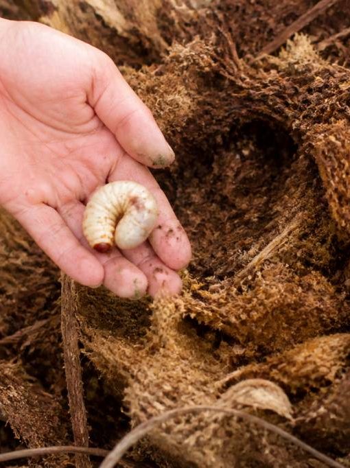 Larves palmiers : comment les identifier et les éliminer efficacement